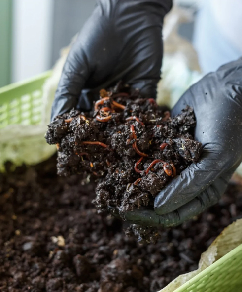 Vermicompost