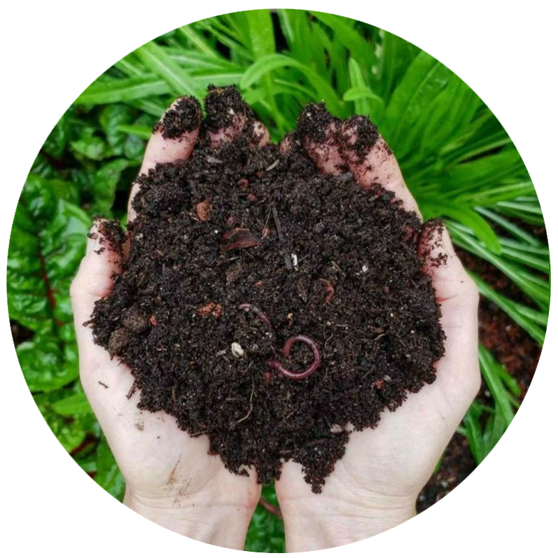 Vermicompost
